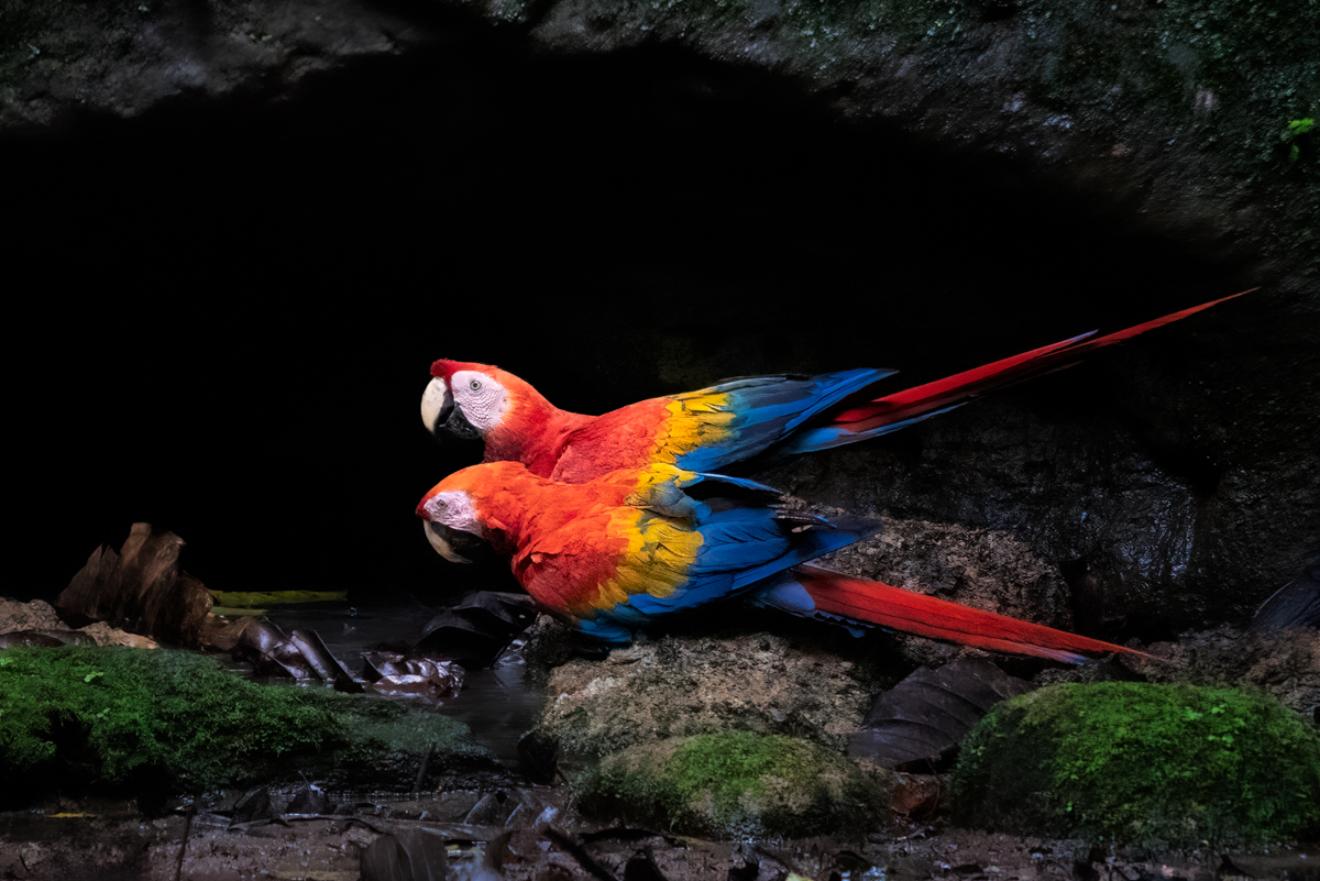 A pair of Macaw birds